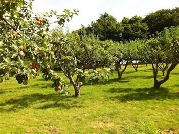 Cider Cottages Бърли Екстериор снимка
